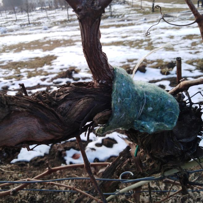 Roztoče sú významnými škodcami ovocných stromov a viníc. Jeden zo spôsobov ochrany je aplikácia alebo vypúšťanie dravých...
